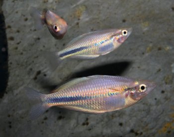 V Zoo Brno se rozmnožila kriticky ohrožená rybka duhovka