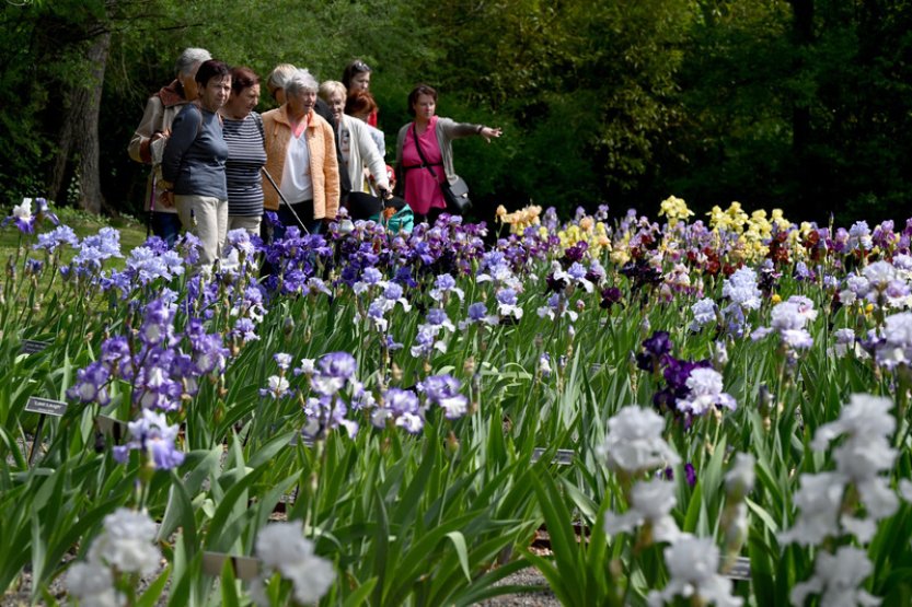 Kosatce letos vykvétají dříve než obvykle, v Brně proto uspíšili výstavu