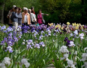 Kosatce letos vykvétají dříve než obvykle, v Brně proto uspíšili výstavu