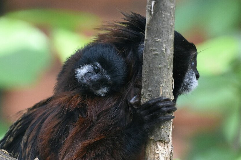V Zoo Hodonín se narodil první tamarín sedlový, spatřit lze jen se štěstím