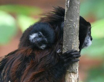 V Zoo Hodonín se narodil první tamarín sedlový, spatřit lze jen se štěstím