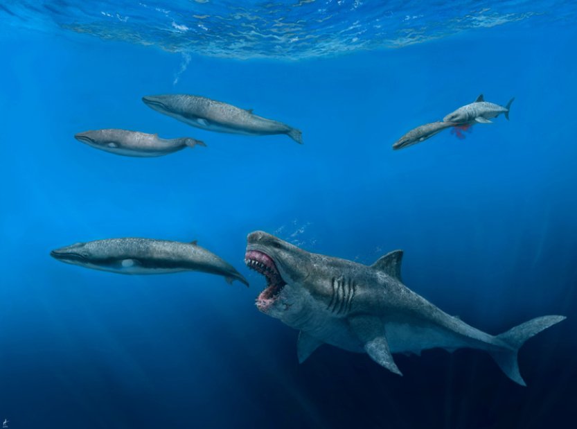 BBC: Megalodoni byli superpredátoři, kteří v děloze požírali své sourozence