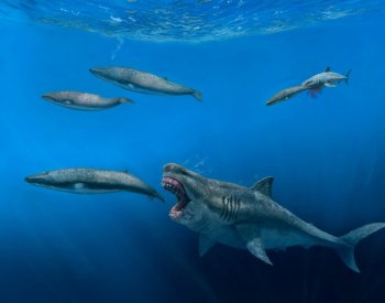 BBC: Megalodoni byli superpredátoři, kteří v děloze požírali své sourozence