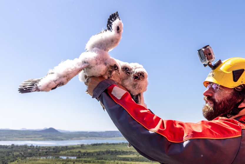 Ornitolog okroužkoval tři mláďata sokola na komínu v chemičce u Litvínova