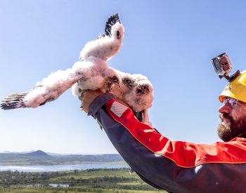 Ornitolog okroužkoval tři mláďata sokola na komínu v chemičce u Litvínova