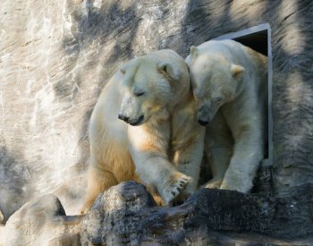 Lední medvědi z varšavské zoo dorazili v úterý večer do Zoo Praha