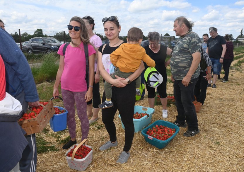 Po jahodách na poli u Olomouce se jen zaprášilo, musí dozrát další