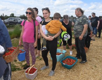 Po jahodách na poli u Olomouce se jen zaprášilo, musí dozrát další