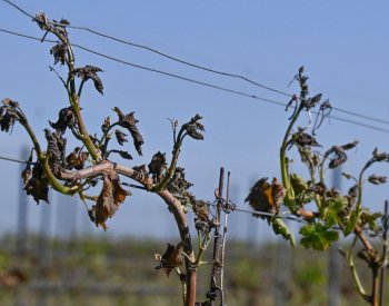 Pěstitelé mohou nově žádat fond o podporu za škody způsobené mrazy