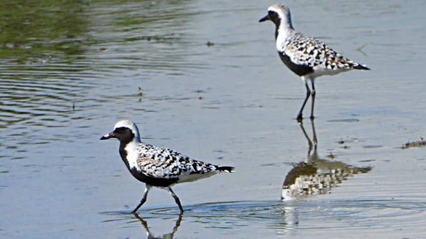 Ornitologové pozorovali na Záhlinických rybnících kulíky bledé, je to výjimečné