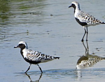 Ornitologové pozorovali na Záhlinických rybnících kulíky bledé, je to výjimečné