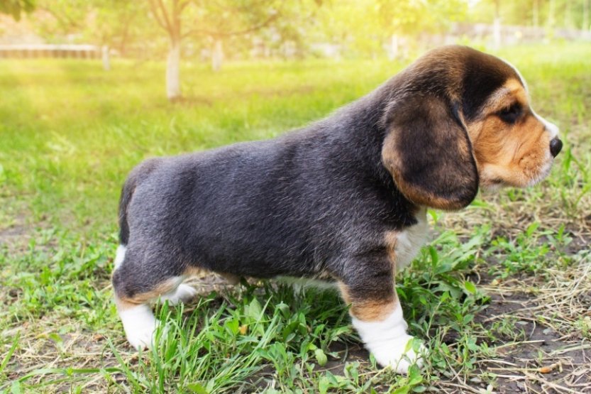 Psí matky rozpoznají svá štěňata podle jejich kňučení, ukázala studie