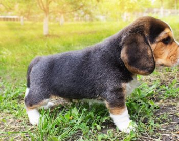 Psí matky rozpoznají svá štěňata podle jejich kňučení, ukázala studie