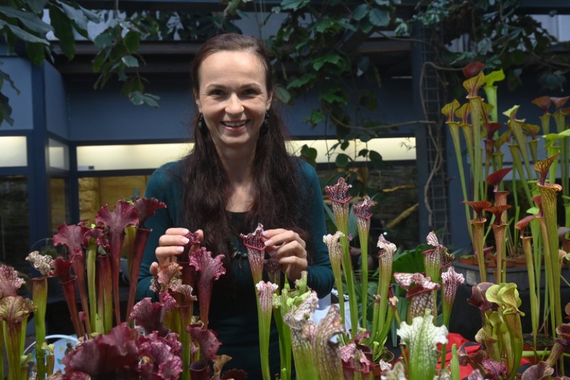 Na výstavě v Olomouci budou k vidění masožravé liány i 30 let staré rostliny