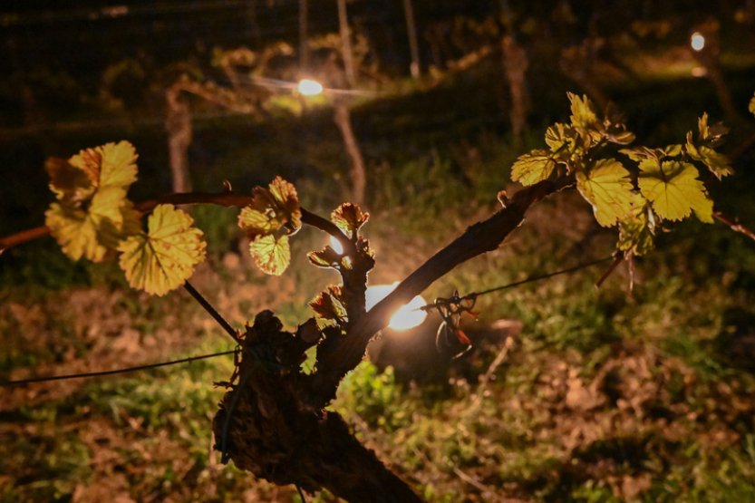 Pojišťovny odhadují škody na plodinách po mrazech na stovky milionů korun