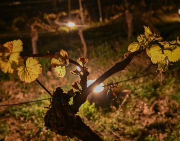 Pojišťovny odhadují škody na plodinách po mrazech na stovky milionů korun