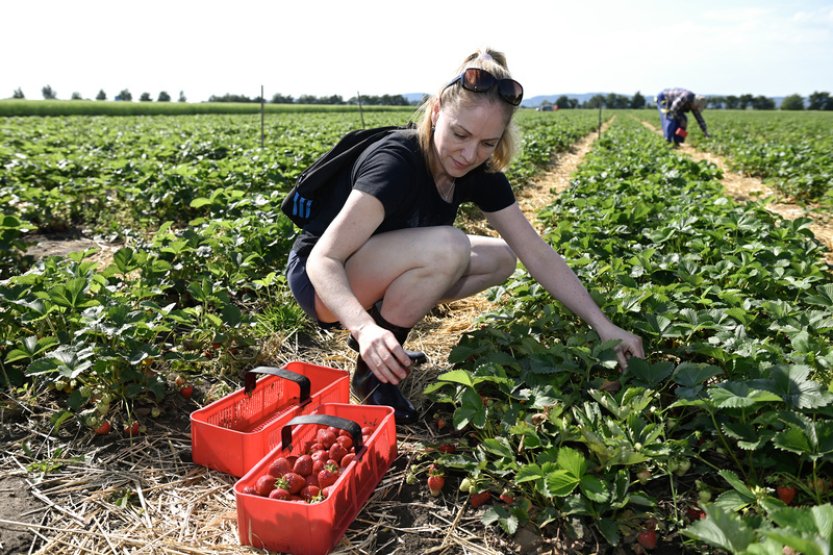 Úroda jahod na plantáži u Holešova je velmi dobrá, jarní mrazy ovoce nepoškodily