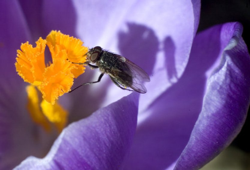 Mrtvé mouchy se patrně dají využít k výrobě biologicky rozložitelného plastu