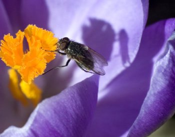 Mrtvé mouchy se patrně dají využít k výrobě biologicky rozložitelného plastu