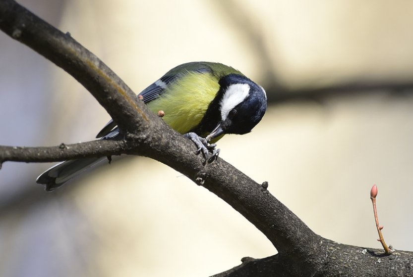 Umělá inteligence v Británii umožnila průlom ve sledování divoké přírody