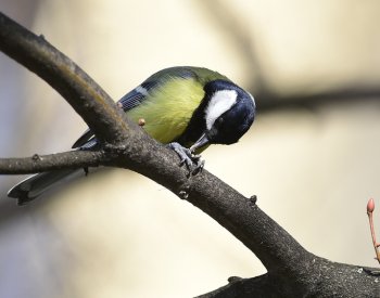 Umělá inteligence v Británii umožnila průlom ve sledování divoké přírody