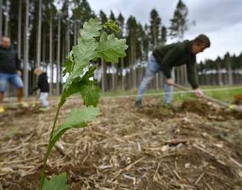 Státním Lesům ČR za první čtvrtletí klesl zisk o 21 procent na 1,95 miliardy Kč