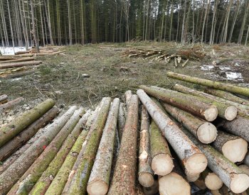 ČSÚ: Kalamita v českých lesích je zatím na ústupu, těžba dřeva loni klesla