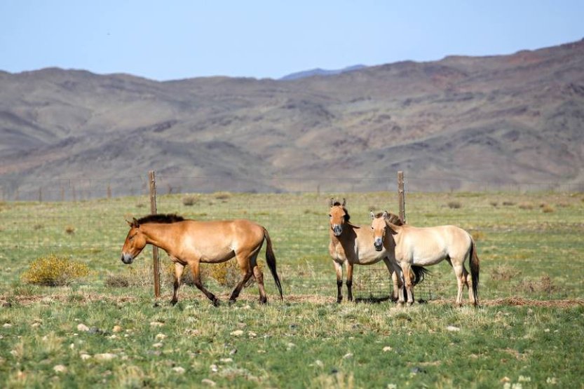 Pražská zoologická zahrada dnes přepraví první koně Převalského do Kazachstánu