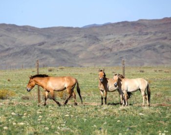 Pražská zoologická zahrada dnes přepraví první koně Převalského do Kazachstánu