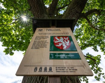 V Krkonoších jsou u památných stromů nové cedule, je na nich více informací