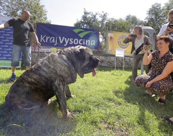 V Pelhřimově se představil nejtěžší pes v Česku, váží 125 kilogramů