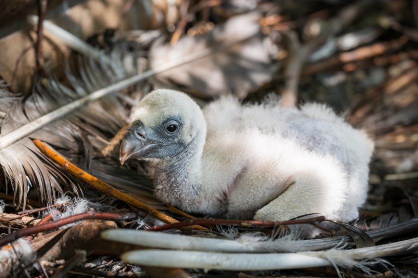 V Safari Parku Dvůr Králové se vylíhla dvě mláďata supů, poprvé v jeho historii