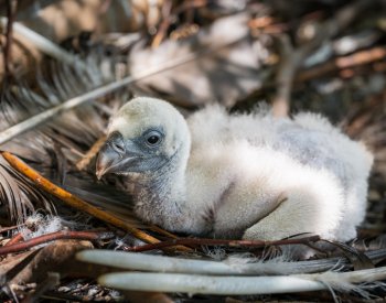 V Safari Parku Dvůr Králové se vylíhla dvě mláďata supů, poprvé v jeho historii