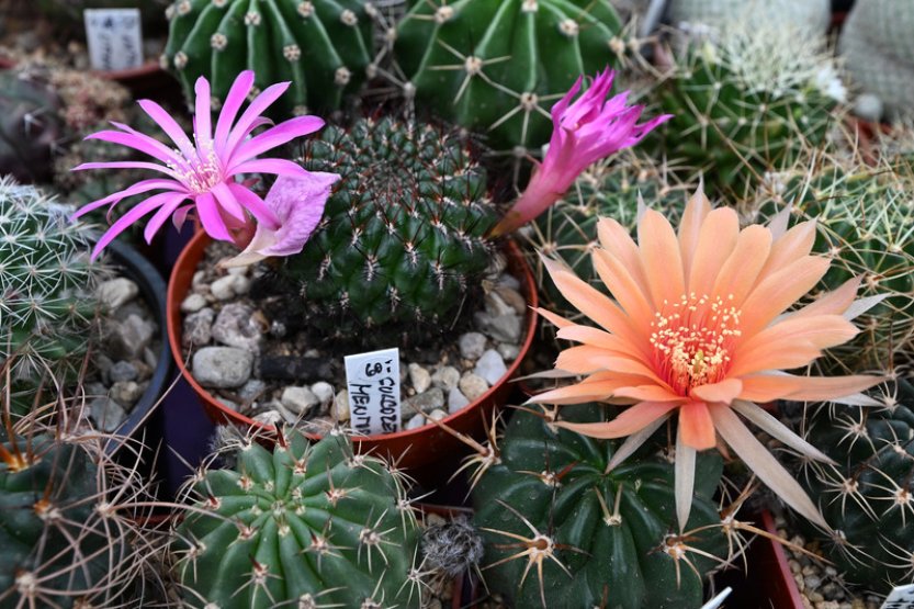 Brněnský klub kaktusářů Astrophytum slaví 100 let, připravil výstavu