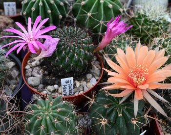 Brněnský klub kaktusářů Astrophytum slaví 100 let, připravil výstavu