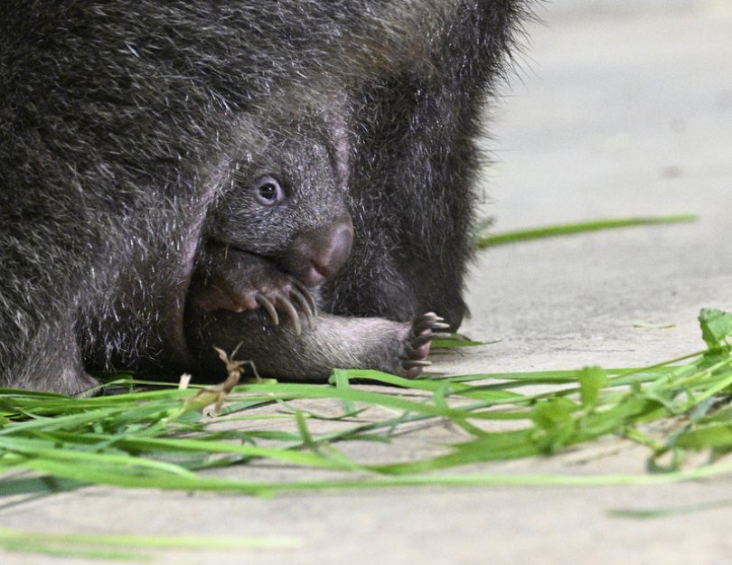 První mládě vombata narozené v ČR je samička, dostala jméno Mersey