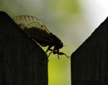 Části USA zaplavily cikády, souhra cyklů dvou potomstev jich přináší biliony