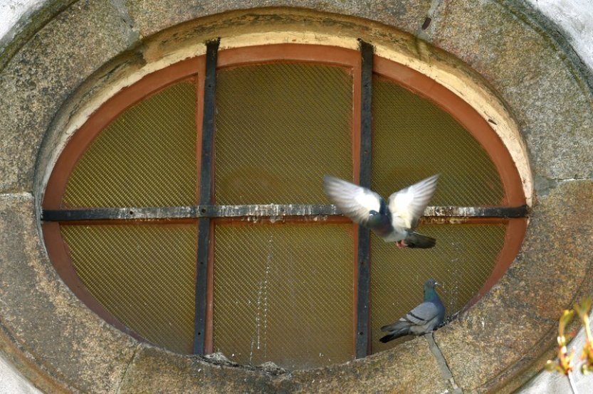 Vědci zkoušejí antikoncepci, aby omezili počty holubů, veverek i divokých prasat