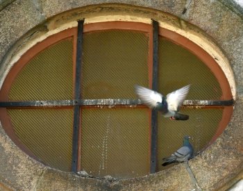 Vědci zkoušejí antikoncepci, aby omezili počty holubů, veverek i divokých prasat