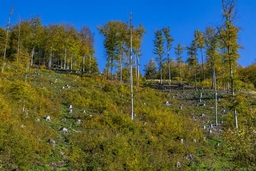 Greenpeace žaluje ministerstvo pro povolení kácet staré stromy v Krušných horách