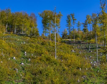 Greenpeace žaluje ministerstvo pro povolení kácet staré stromy v Krušných horách