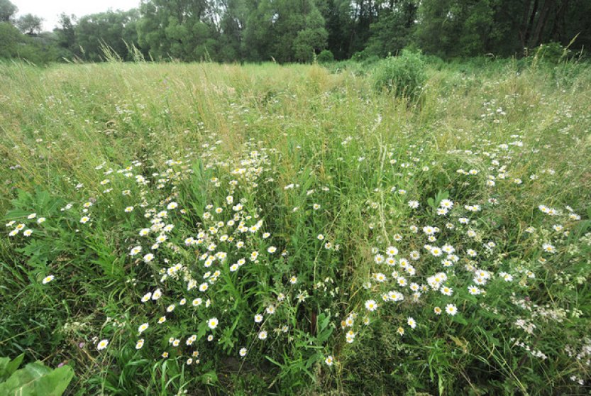 Rozmanitost rostlin evropských lesů a luk rychle mizí, ukazují data botaniků