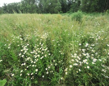 Rozmanitost rostlin evropských lesů a luk rychle mizí, ukazují data botaniků