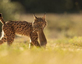 Rys iberský byl na pokraji vyhynutí, nyní jsou dospělých jedinců stovky