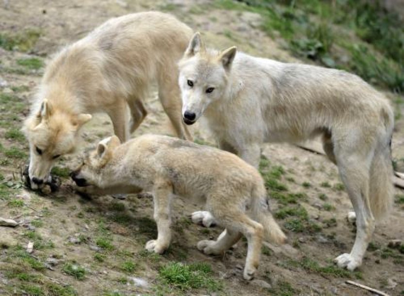 Vlci v zooparku u Paříže zaútočili na běžkyni, ta utrpěla vážná zranění