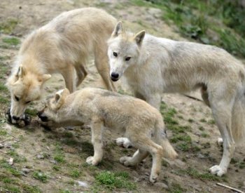 Vlci v zooparku u Paříže zaútočili na běžkyni, ta utrpěla vážná zranění