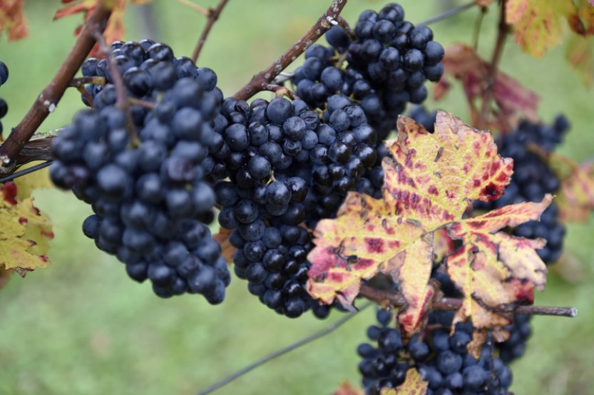 Politico: Zájem o víno klesá, Francie platí vinařům v Bordeaux za rušení vinic