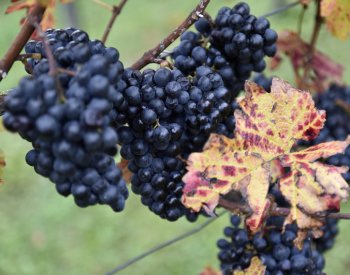 Politico: Zájem o víno klesá, Francie platí vinařům v Bordeaux za rušení vinic