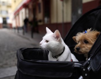 NYT: Milují lidé své domácí mazlíčky až příliš?