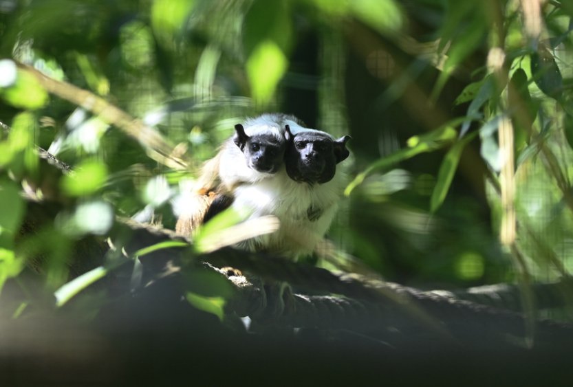 Zlínská zoo poprvé odchovala kriticky ohroženého tamarína pestrého